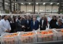 رئيس الوزراء يتفقد محطة شركة “جامكو” لتعبئة البرتقال واليوسفي بالنوبارية