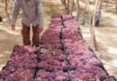 بدء موسم حصاد العنب في جنوب سيناء. وسط فرحة المزارعين