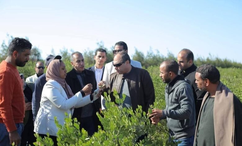 رئيس هيئة تنمية الصعيد يتفقد ويتابع عملية حصاد محصول الجوجوبا بمحافظة البحر الأحمر